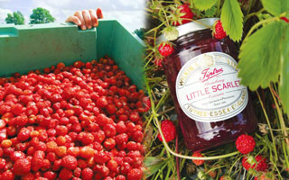 TIPTREE