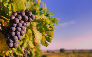 DISCOVER PIEMONTE WINE