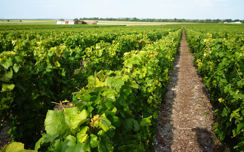Champagne Pierre Moncuit