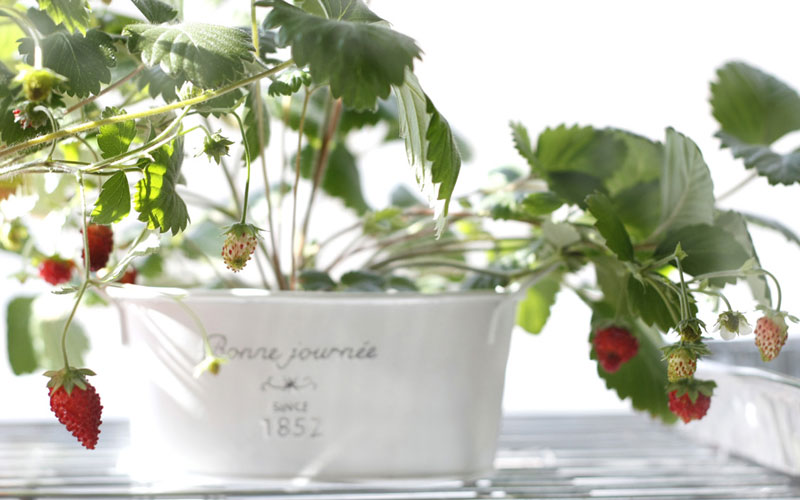 Little Garden