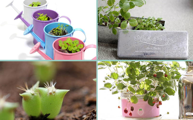 Little Garden
