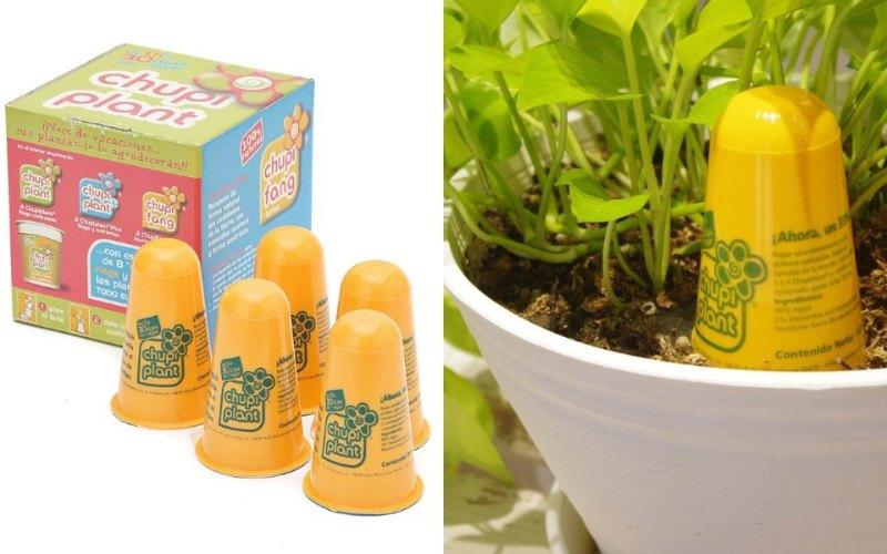 chupiplant