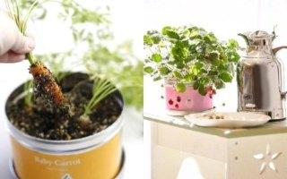 LITTLE GARDEN