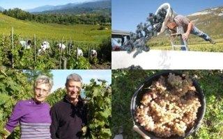 DOMAINE LOUIS MAGNIN