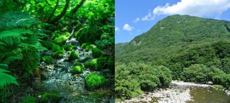 白神山地の水
