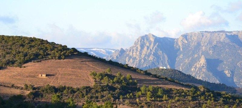 DOMAINE DE CAMBIS