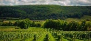 CANADIAN ROSÉ SELECTION