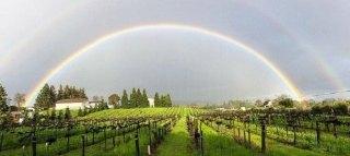 DRY CREEK VINEYARD